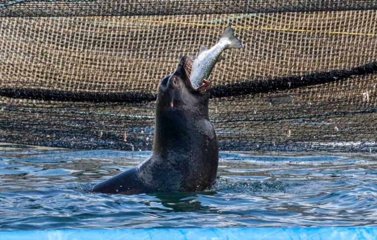 Sea lions attack Cermaq salmon farm in British Columbia