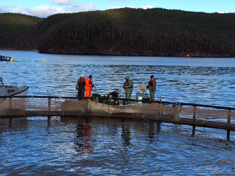 Investors zeroing in on aquaculture’s human rights performance