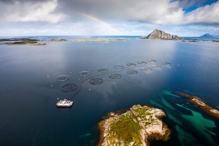 Salmon price turns around after two weeks fall