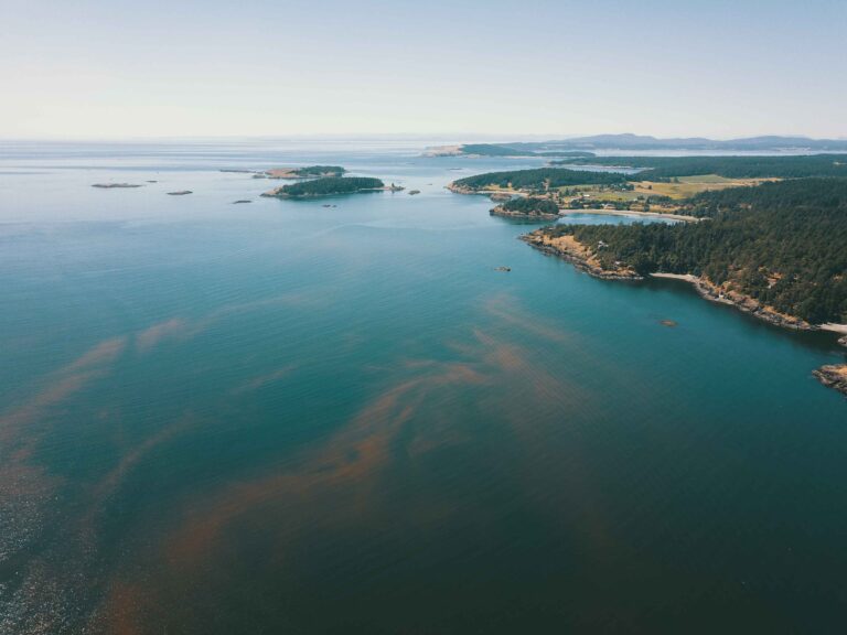 Climate change increasing risk of harmful algal blooms in Scottish waters