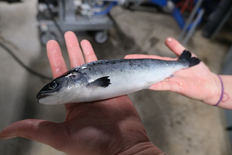 Smolts transfer marks turning point for Newfoundland’s newest salmon producer