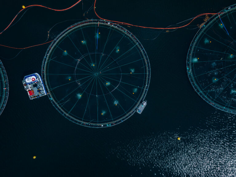 Antibiotics use down but sea lice counts show mixed results for Canada’s salmon producers
