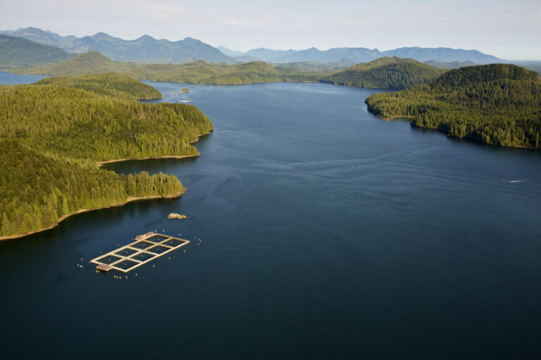 Discovery Islands: BC salmon farmers mum on next steps, activists vow to continue the fight