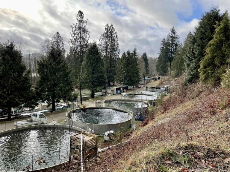 Canadian farmer cracks the code in sockeye salmon aquaculture