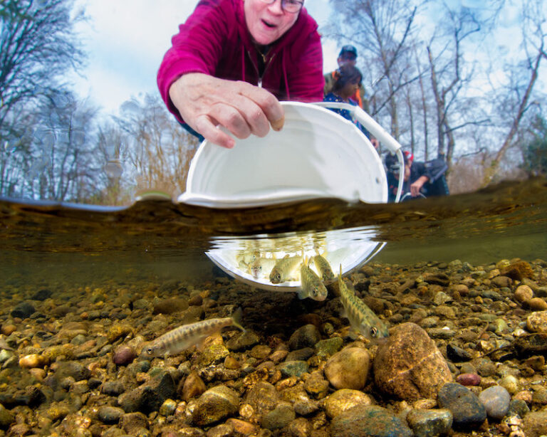 BC’s Indigenous elders say there’s no single culprit behind the decline of wild salmon