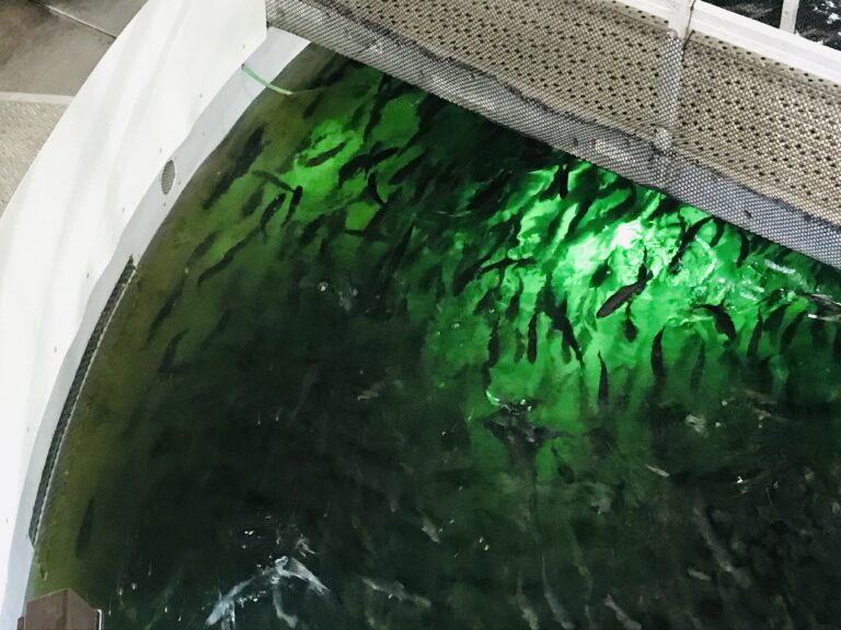 Spanish town declares land-based salmon project a ‘priority’ to fast track application