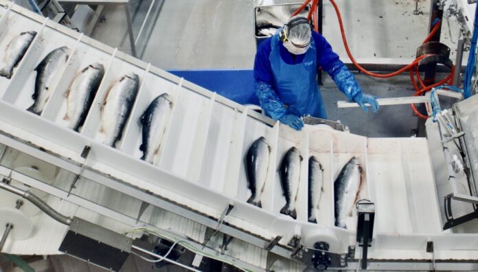 SalMar's slaughterhouse on Frøya. Photo: Steve Hernes