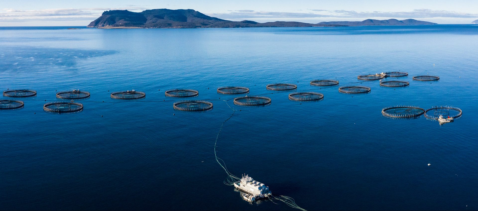 Call for removal of Tassal salmon farm intensifies after study links it ...