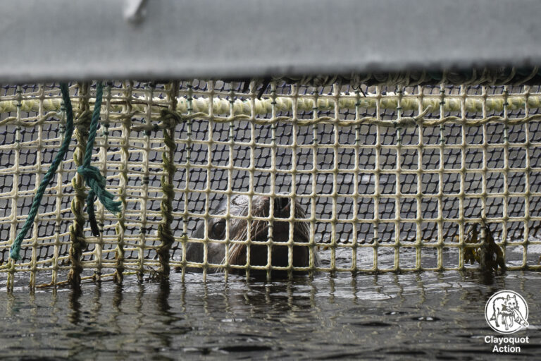 Sea lions break into Cermaq’s Bedwell farm to devour salmon