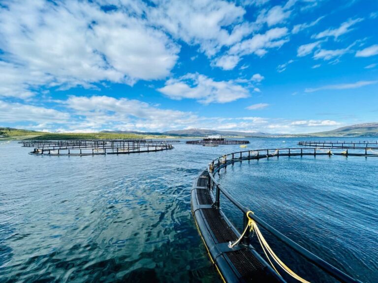 Salmon price crash