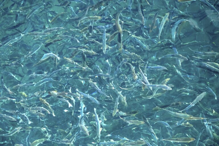 200,000 smolts released to the first Andfjord Salmon pool