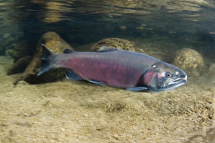 US state looks to regulate salmon-killing chemical