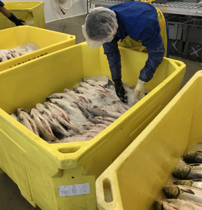 Nueva Pescanova sales surpass pre-pandemic levels, doubles EBITDA to €80M