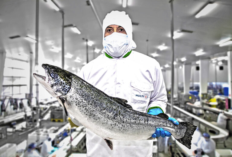 Multi X becomes first in Chile to raise salmon exclusively on insect protein