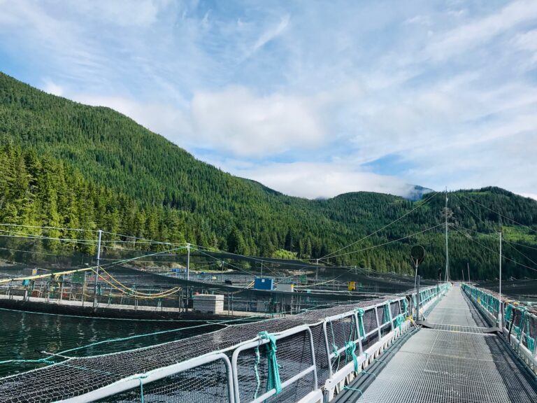 Appeal court delivers verdict in Mowi’s bitter Discovery Islands dispute