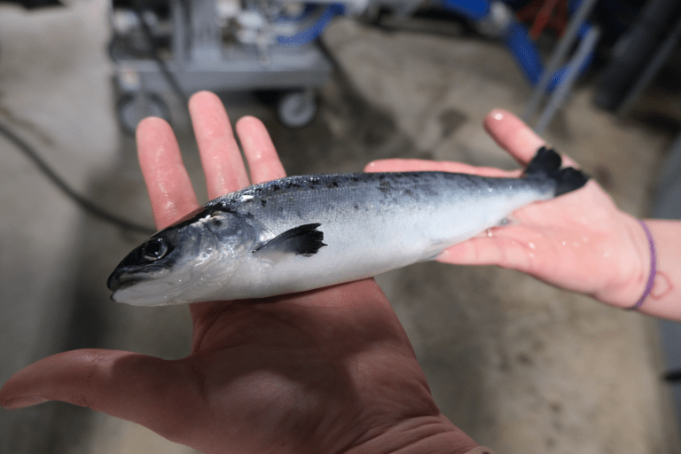 Post-smolt initiatives are ‘a very safe bet,’ will drive growth for farmers