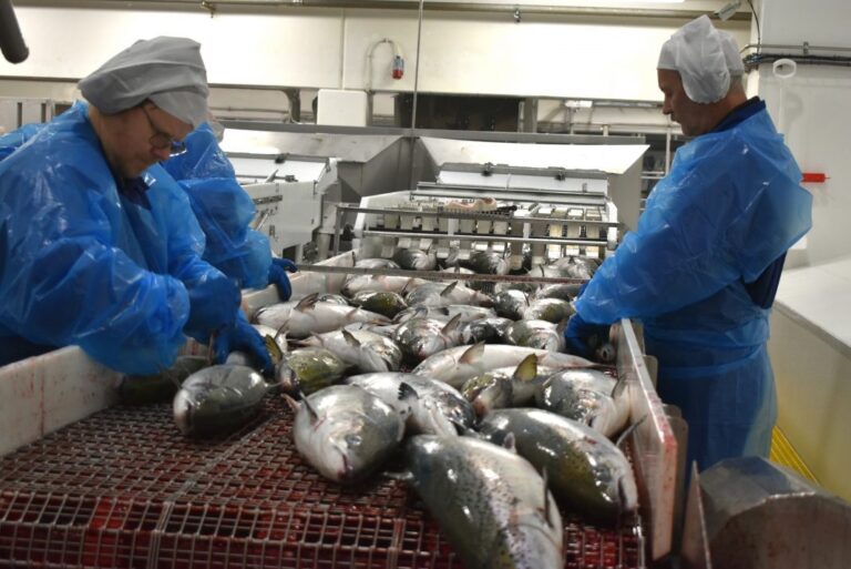 Slow European summer demand gives lower salmon prices