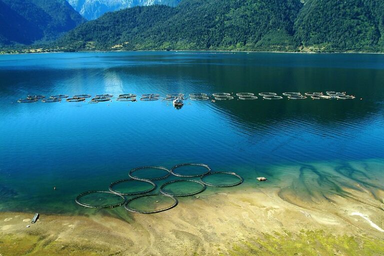 Pesky piscirickettsiosis remains main cause of antibiotics use in Chile, latest data show