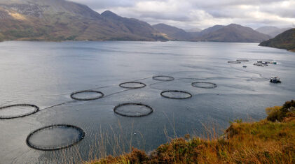 Mowi’s salmon farm. Photo: Friends of Loch Hourn
