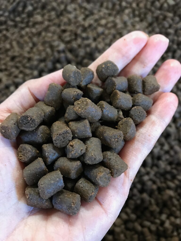 The hidden cost of ‘sustainable’ fish feed