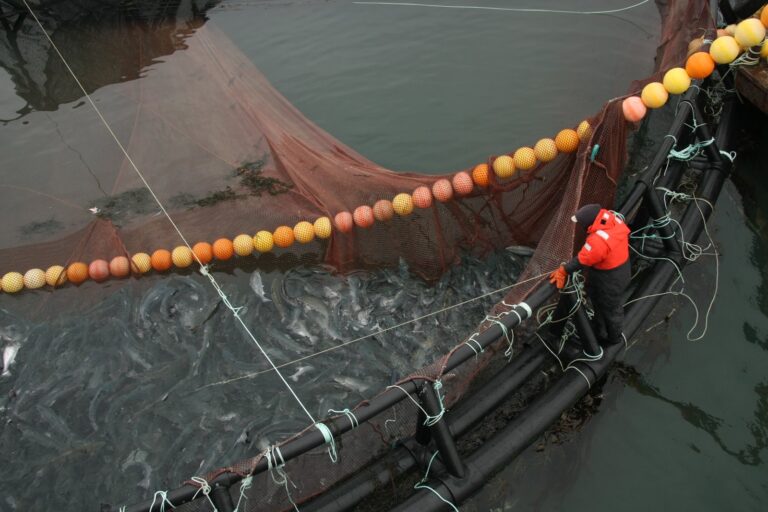 Vote to freeze Kingfish land-based project in Maine is ‘just theatrics,’ not legally binding