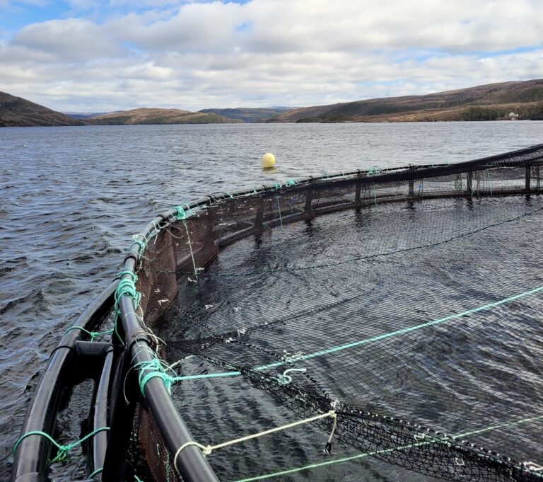 Canadian steelhead trout producer ready for harvest after two-year hiatus