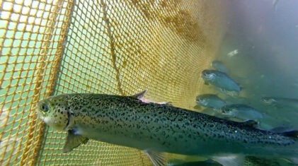 SAlmon at Scottish Sea Farms by Scottish Salmon Watch