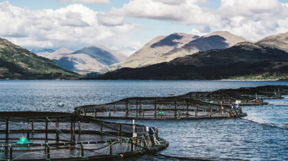 Photo: Scottish Sea Farms
