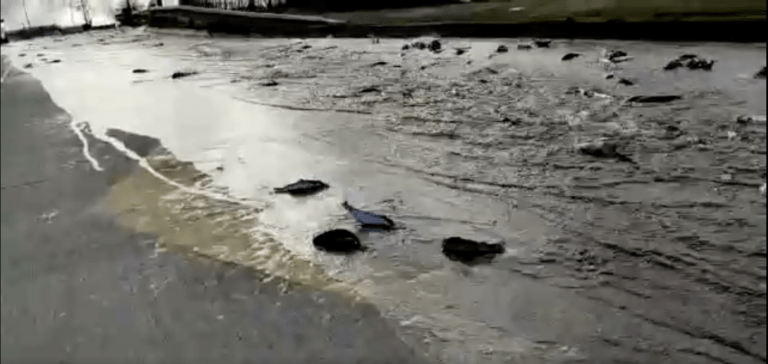 Overturned truck carried 8,000 smolts from AquaChile, locals told not to eat the Lufenuron-treated fish