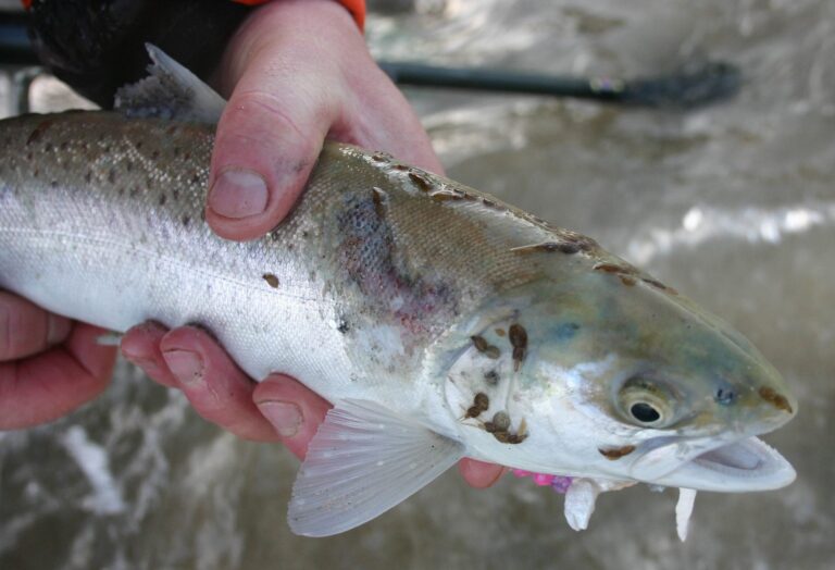 Vaccine prototypes cut levels of early-stage sea lice on salmon by up to 52 percent