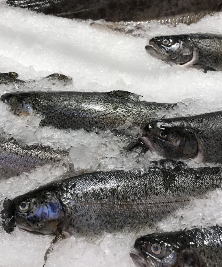 Norway’s trout trade starts year on weaker footing
