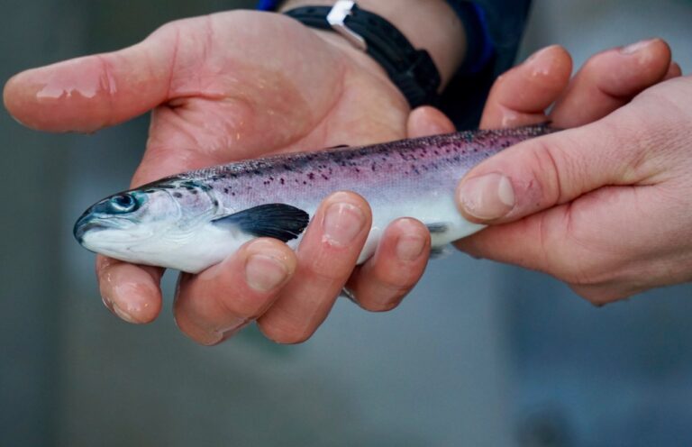 Scottish salmon mortality falls sharply amid technology upgrades