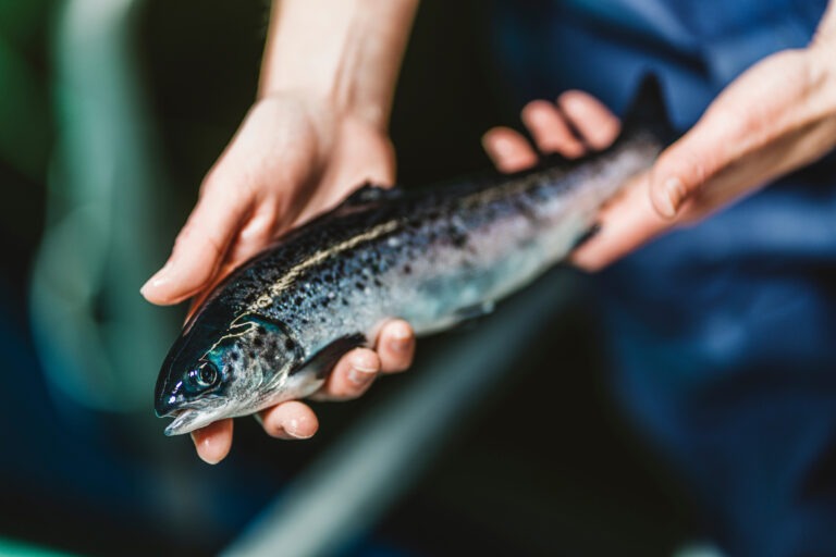Study: Land-based post-smolt rearing reduces lice risk but increases early maturation