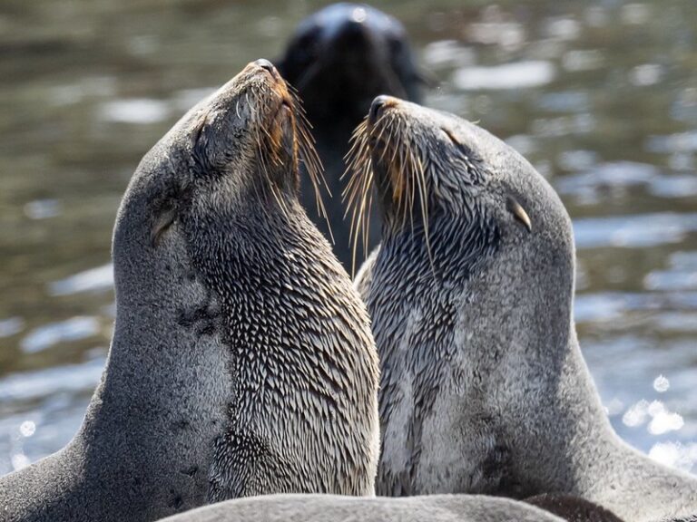 Report reveals Huon is top user of explosives to deter seals from salmon farms