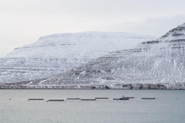 When Mowi returns to Iceland, it is also this time in response to Norwegian regulations