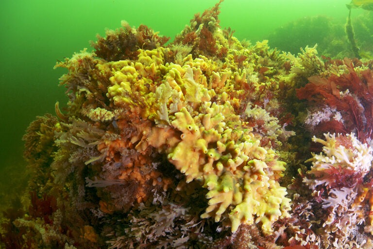 Underwater 3D imaging helps to give deeper understanding of seabed