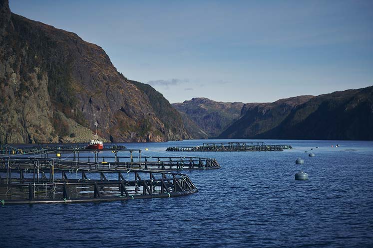 ISA detected at Mowi Newfoundland farm