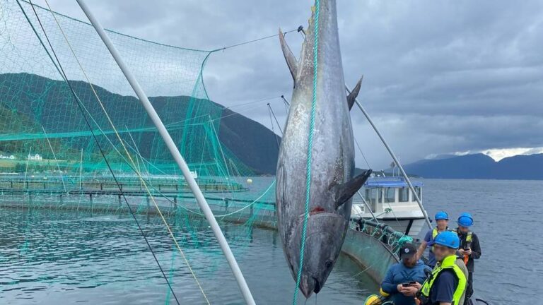 Hunter had to kill 330 kg bluefin tuna in salmon cage