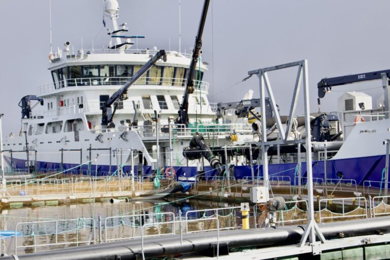 SalMar earned €3.3 per kilo in the second quarter