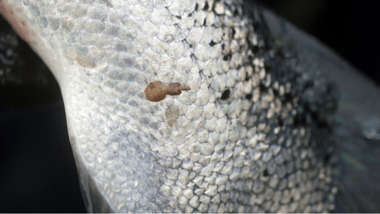 CrispResist project working to reduce the problem of salmon lice in fish farming