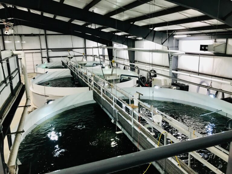 US environmentalists question ability of land-based salmon farming to deliver on its promises