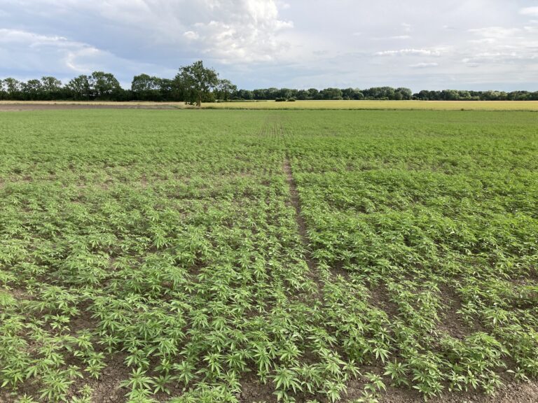Hemp producer enters aquaculture sector in global first trial