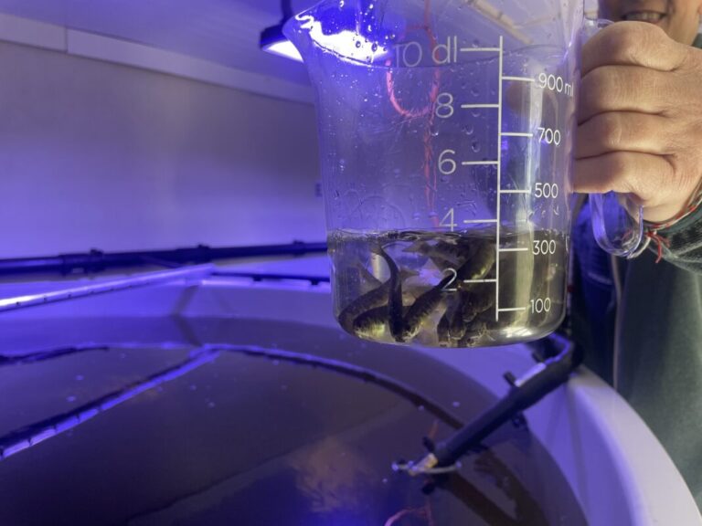 “Everything indicates that RAS fish are less robust”