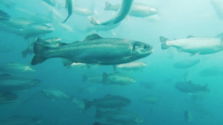 Turkish salmon exports from the Black Sea hit $46 million for the first half of 2022