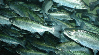 Chinook salmon. Photo: Wikimedia Commons