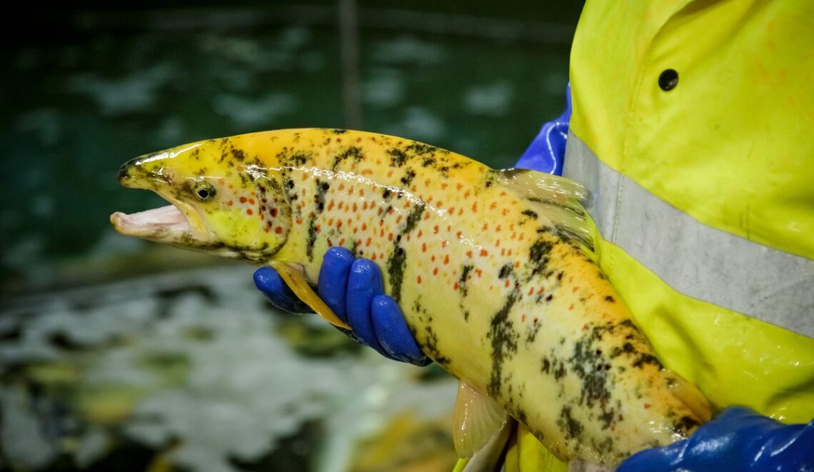 Here’s the new GMO salmon created by researchers | SalmonBusiness