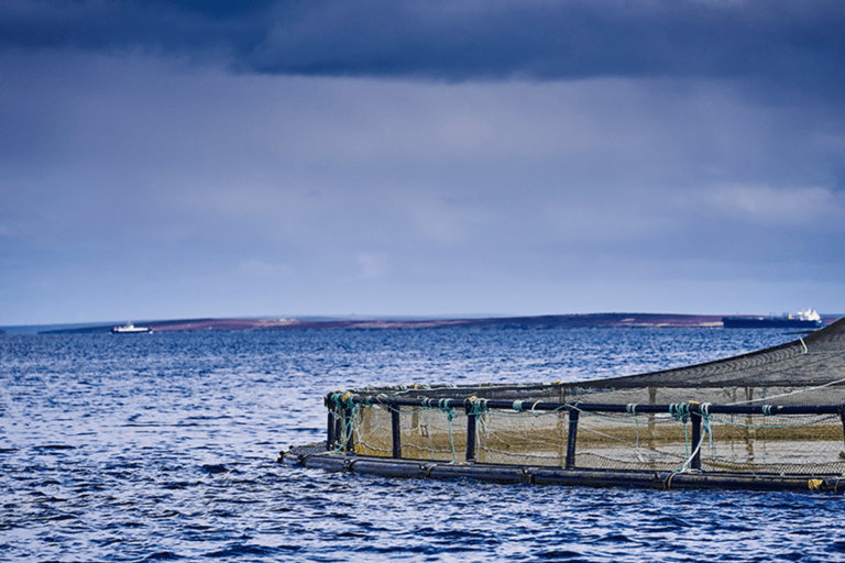 Orkney council to vote on Cooke’s offshore salmon farm proposal this week