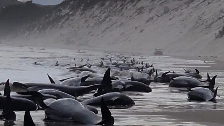 Salmon farmers report some success in helping  beached whales in Tasmania