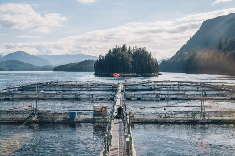 ‘No measurable impact for salmon farms on sea lice levels in wild salmon populations’