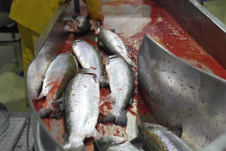 Historic collapse: Political decision wipes out billions in salmon shareholder values